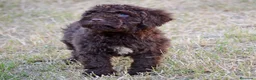 Perro de Agua Español perros en venta: CAMADA PERRO DE AGUA ESPAÑOL - Anuncio 7