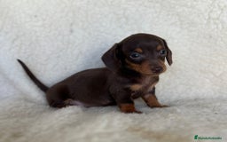 Teckel Miniatura perros en venta: Teckel miniatura varios colores - Imagen 4