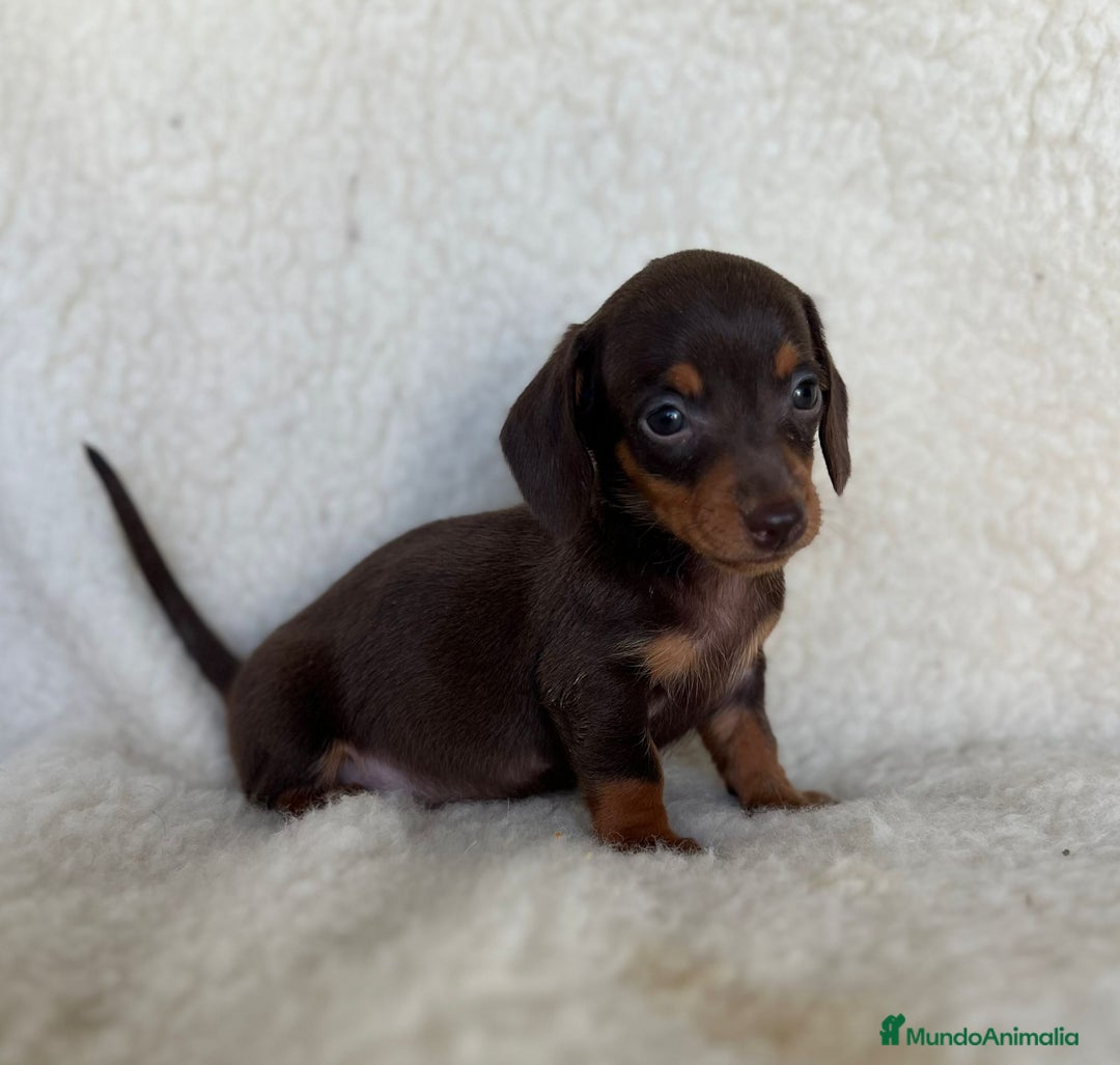 Teckel Miniatura perros en venta: Teckel miniatura varios colores - Imagen 4