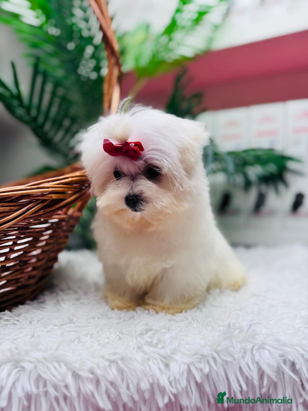 Bichón Maltés perros en venta: BICHON MALTES HEMBRA - Anuncio 9