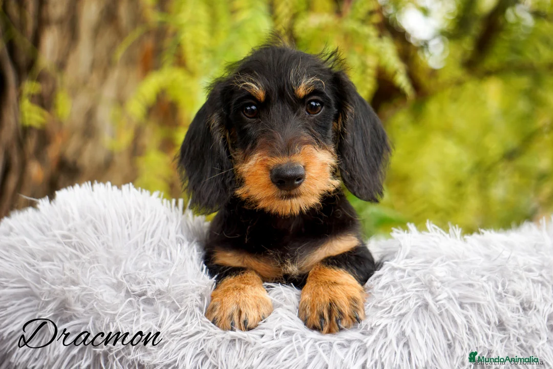 Imagen de galería {{count}}