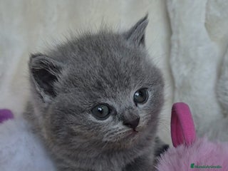 Británico de Pelo Corto Azul gatos Brithis Blues disponibles gatitos - Anuncio 3
