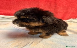 Shihpoo perros en venta: Monísimo ShihPoo Negro y fuego - Imagen 7