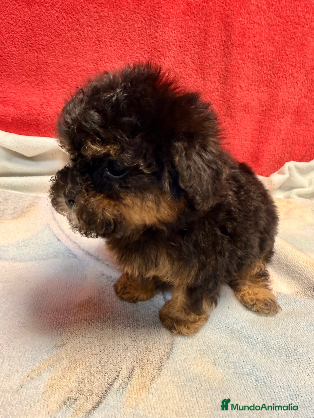 Shihpoo perros en venta: Monísimo ShihPoo Negro y fuego - Imagen 7