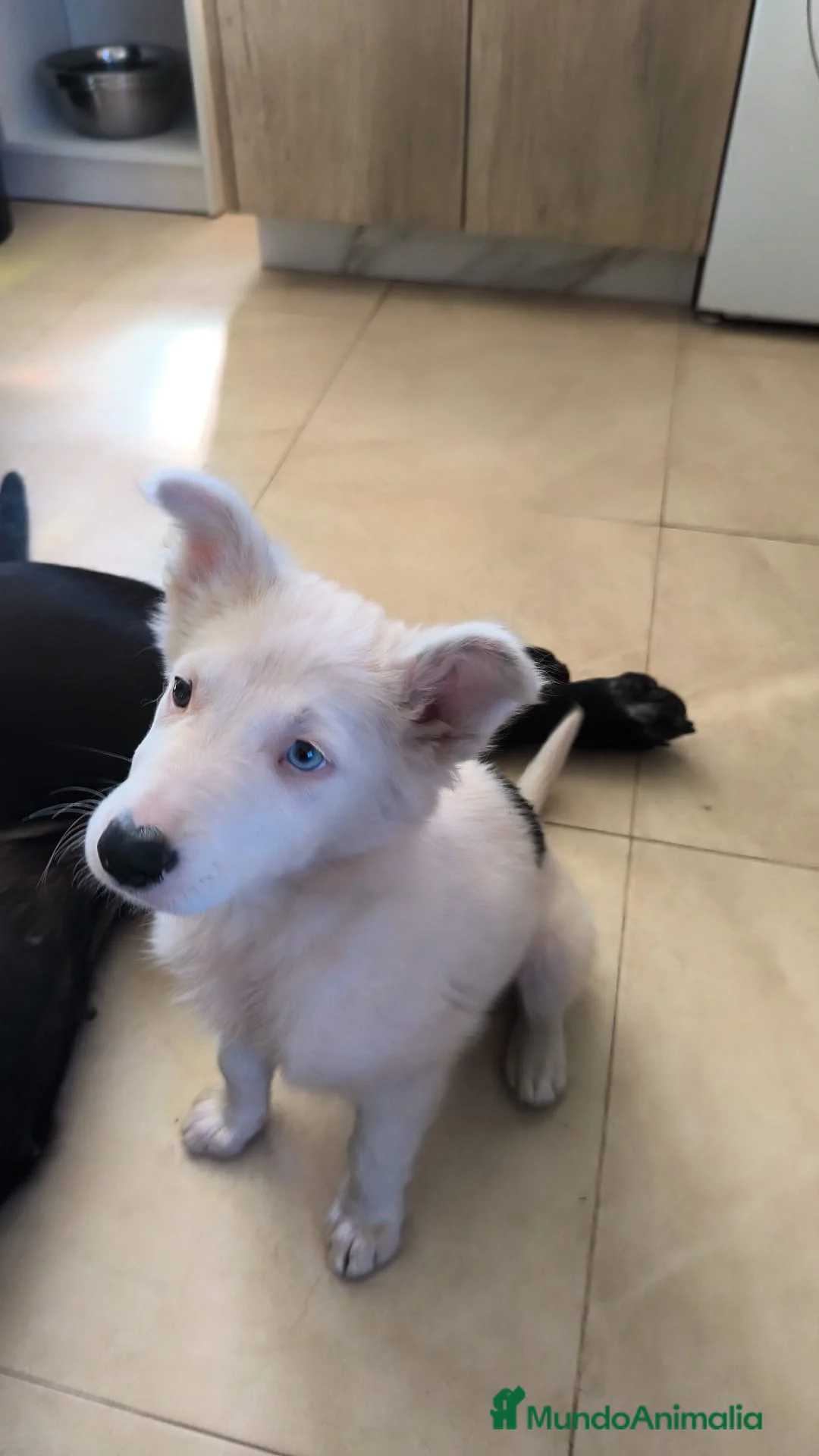 Border Collie perros en venta: Cachorro Border collie ojo azul - Anuncio 1