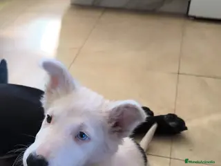 Border Collie perros Cachorro Border collie ojo azul - Anuncio 1