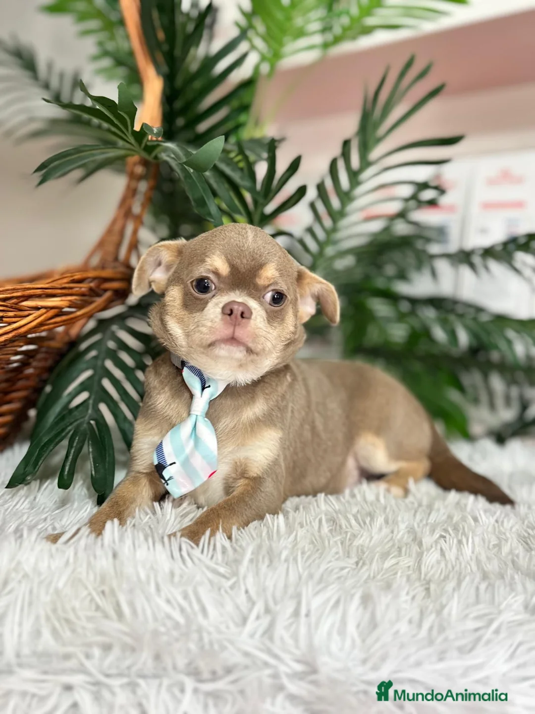 Chihuahua perros en venta: CHIHUAHUA ADULTO - Anuncio 1