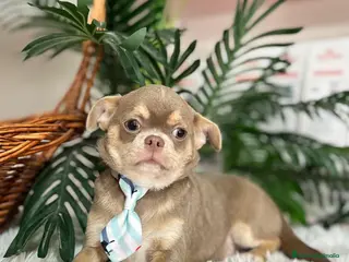 Chihuahua perros CHIHUAHUA ADULTO - Anuncio 2