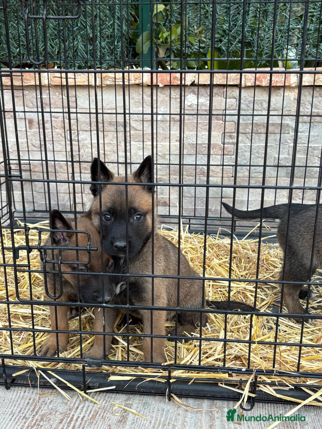 Pastor Belga Malinois perros en venta: Cachorros Malinois  - Anuncio 7
