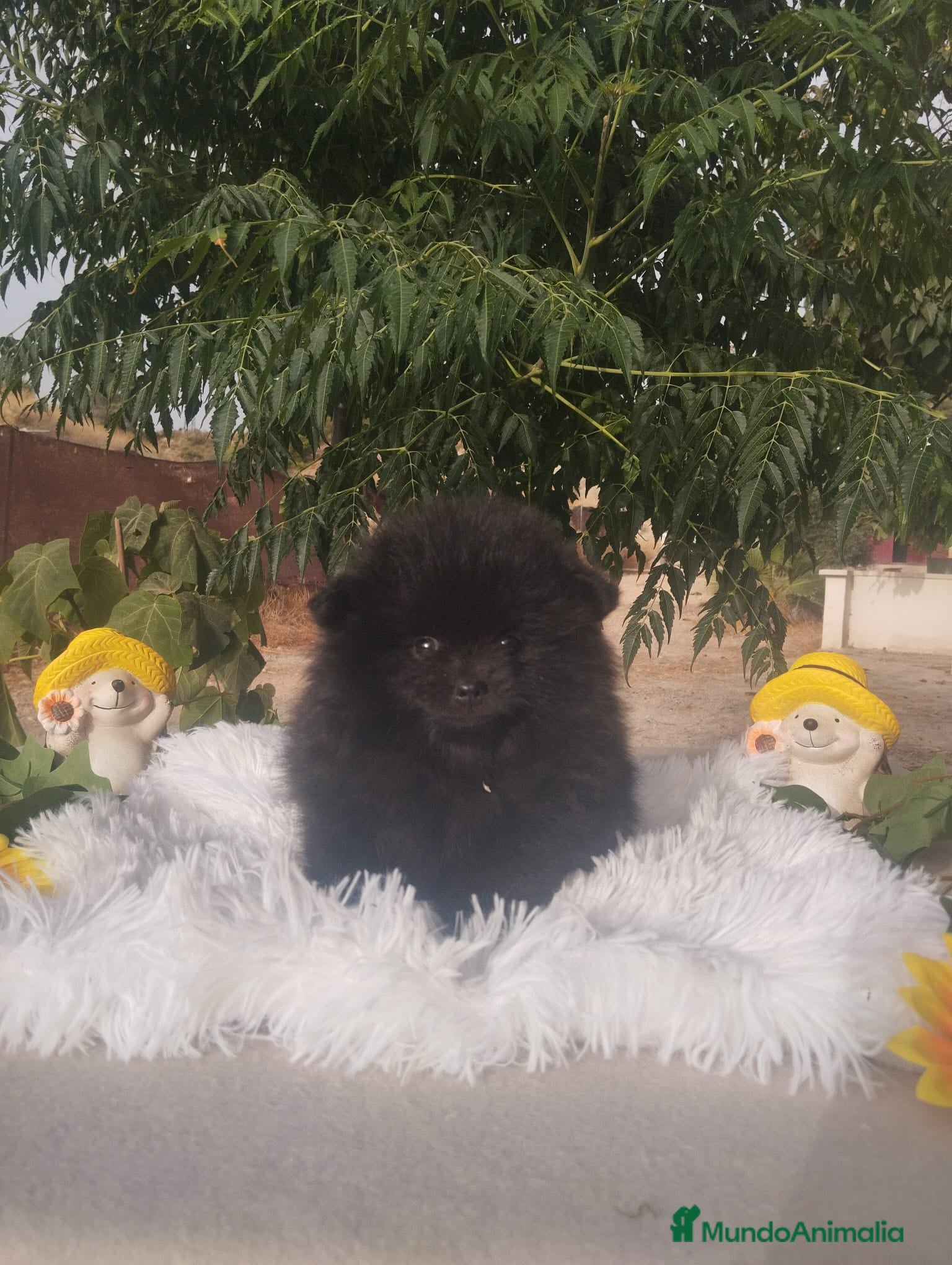 Pomerania perros Pomerania Toy - Anuncio 2