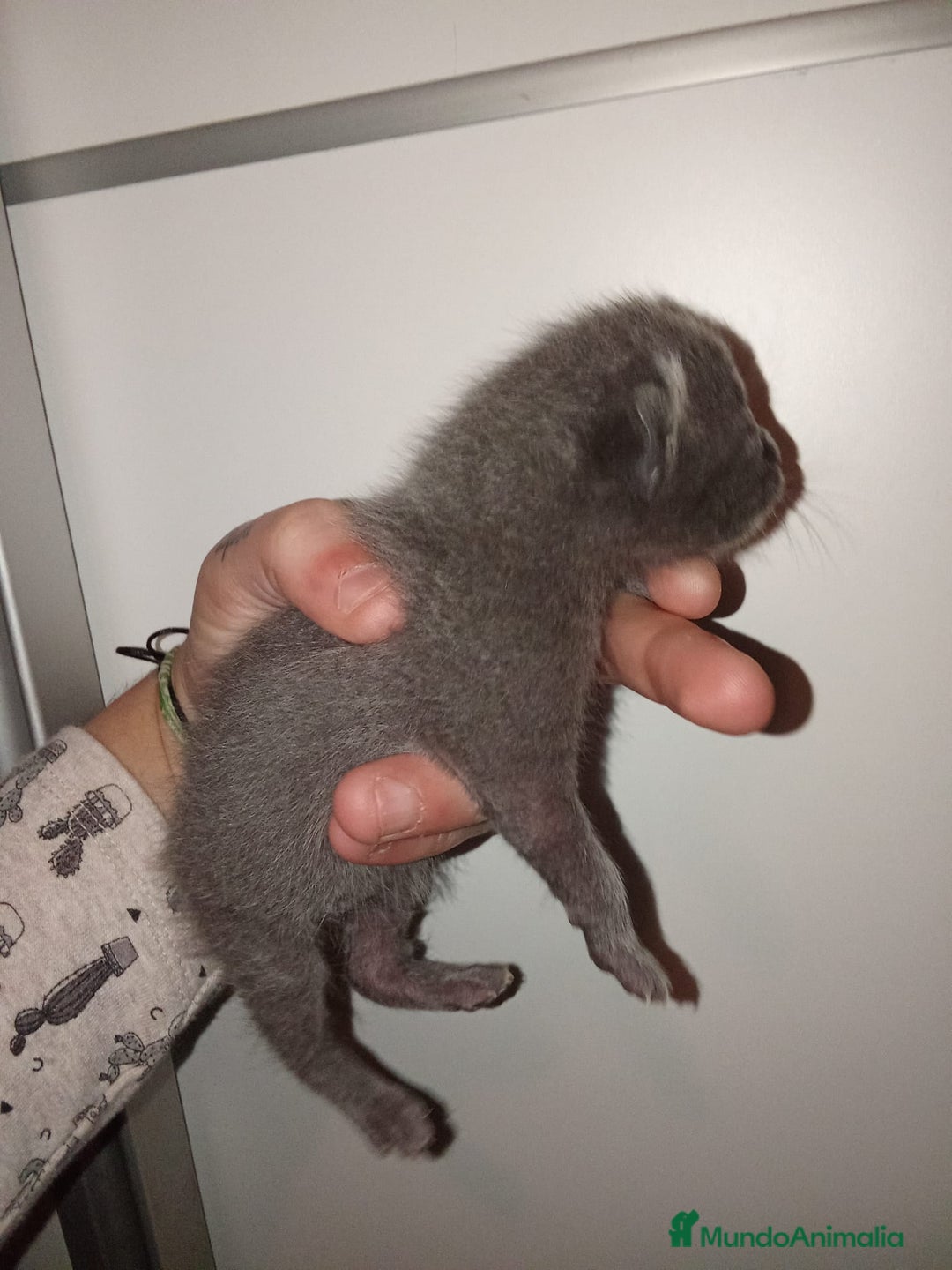 Azul Ruso gatos en venta: Azul ruso  - Anuncio 6