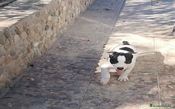 American Staffordshire-Terrier perros en venta: American Stanford  - Imagen 2