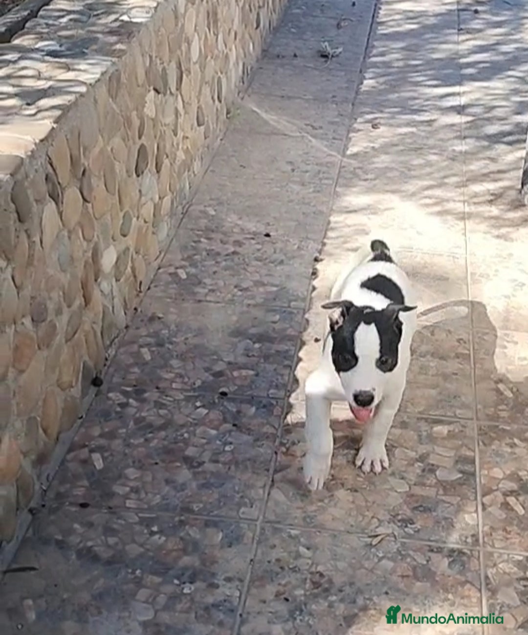 American Staffordshire-Terrier perros en venta: American Stanford  - Imagen 2