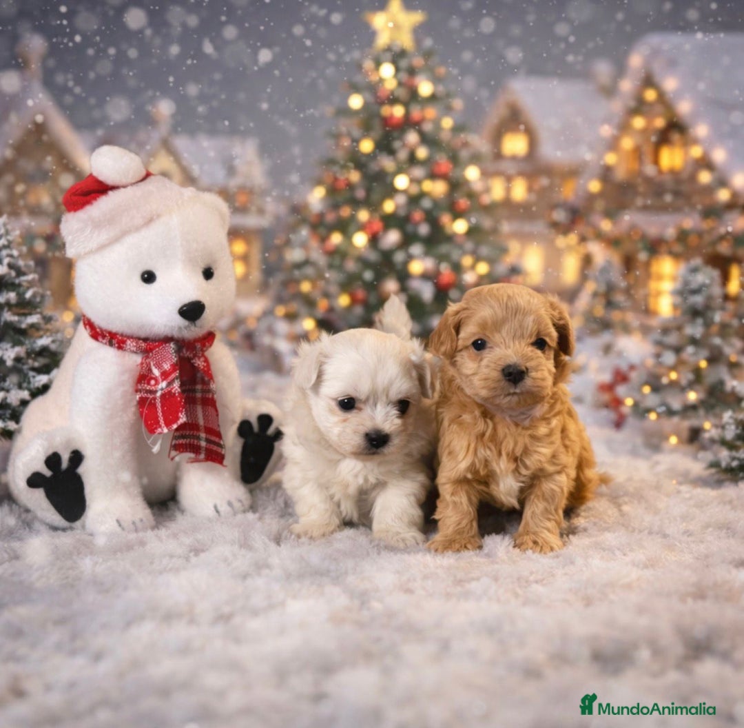 Maltipoo perros en venta: Maltipoo - Anuncio 1