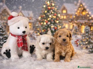 Maltipoo perros Maltipoo - Anuncio 4