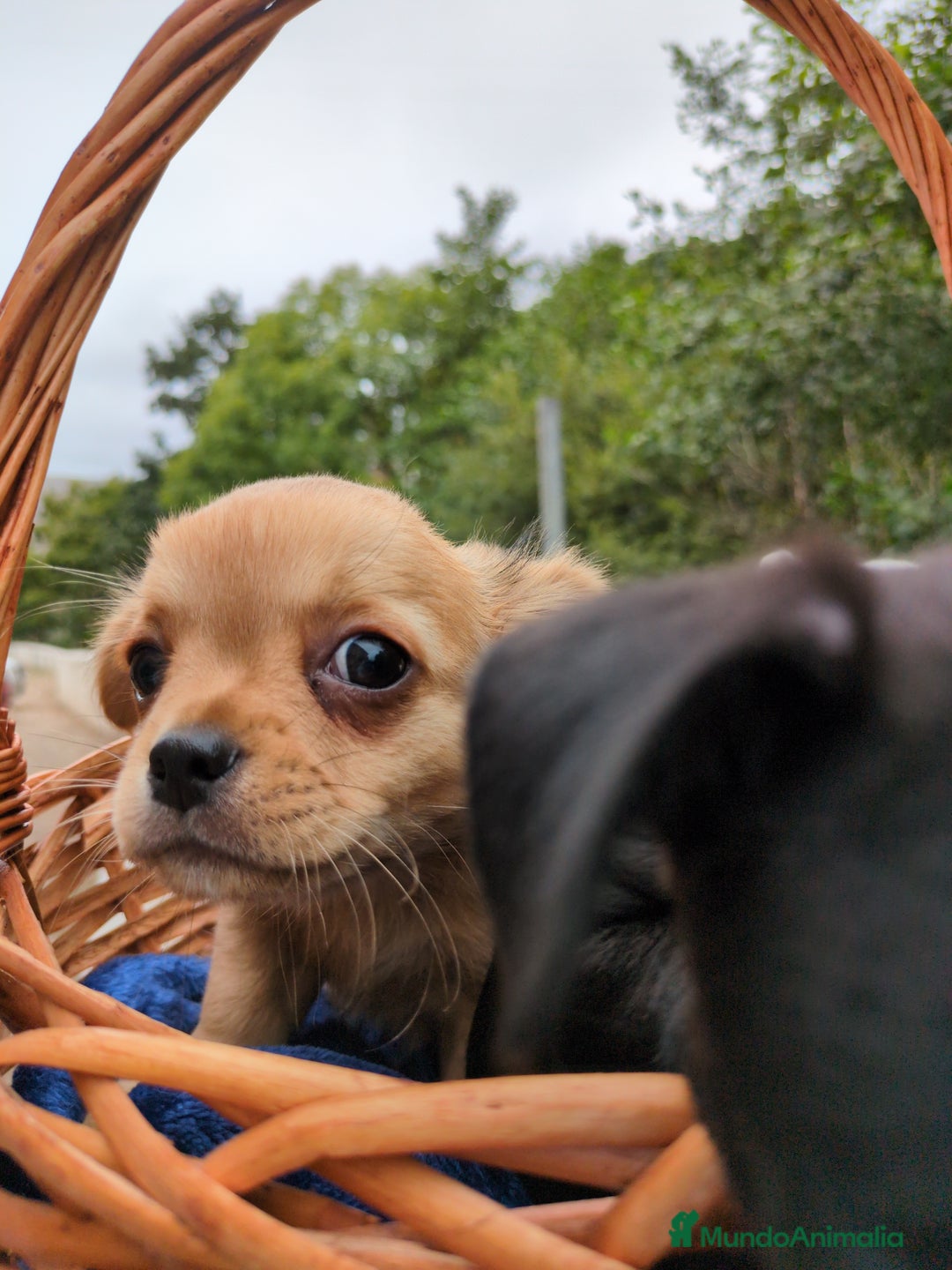 Chihuahua perros en venta: Chihuahuas toy cabeza de manzana - Imagen 21