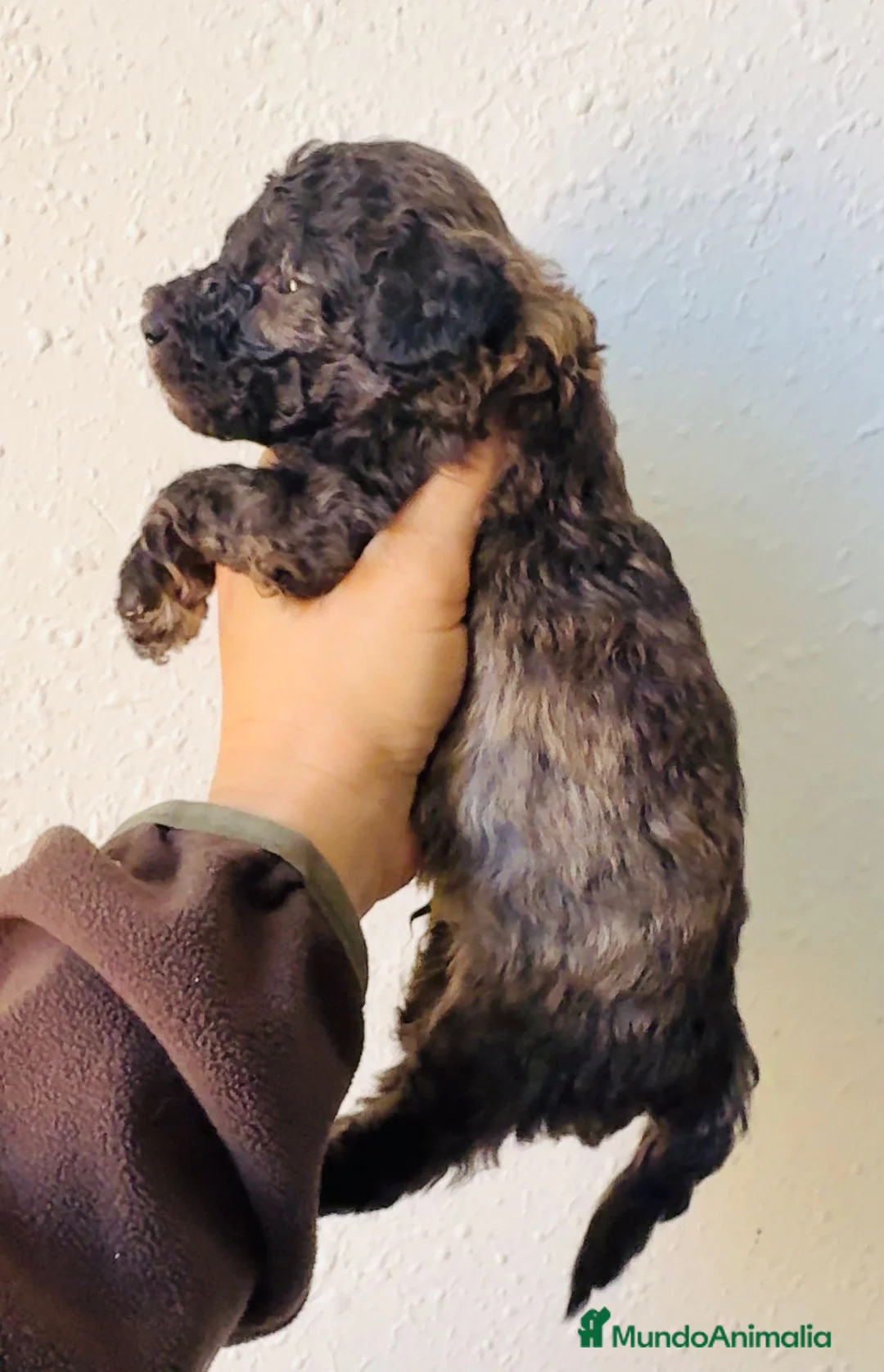 Caniche Toy perros en venta: Macho precioso color sable - Anuncio 2