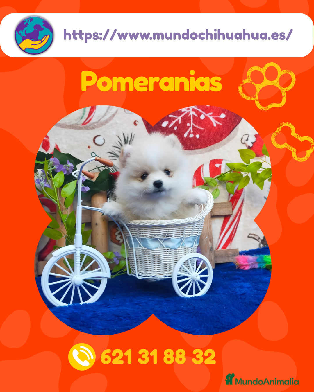 Pomerania perros en venta: Pomeranias enanos disponibles 🎀 - Anuncio 2