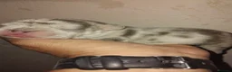 Bulldog Francés perros en venta: Bulldog francés exóticos  - Anuncio 5