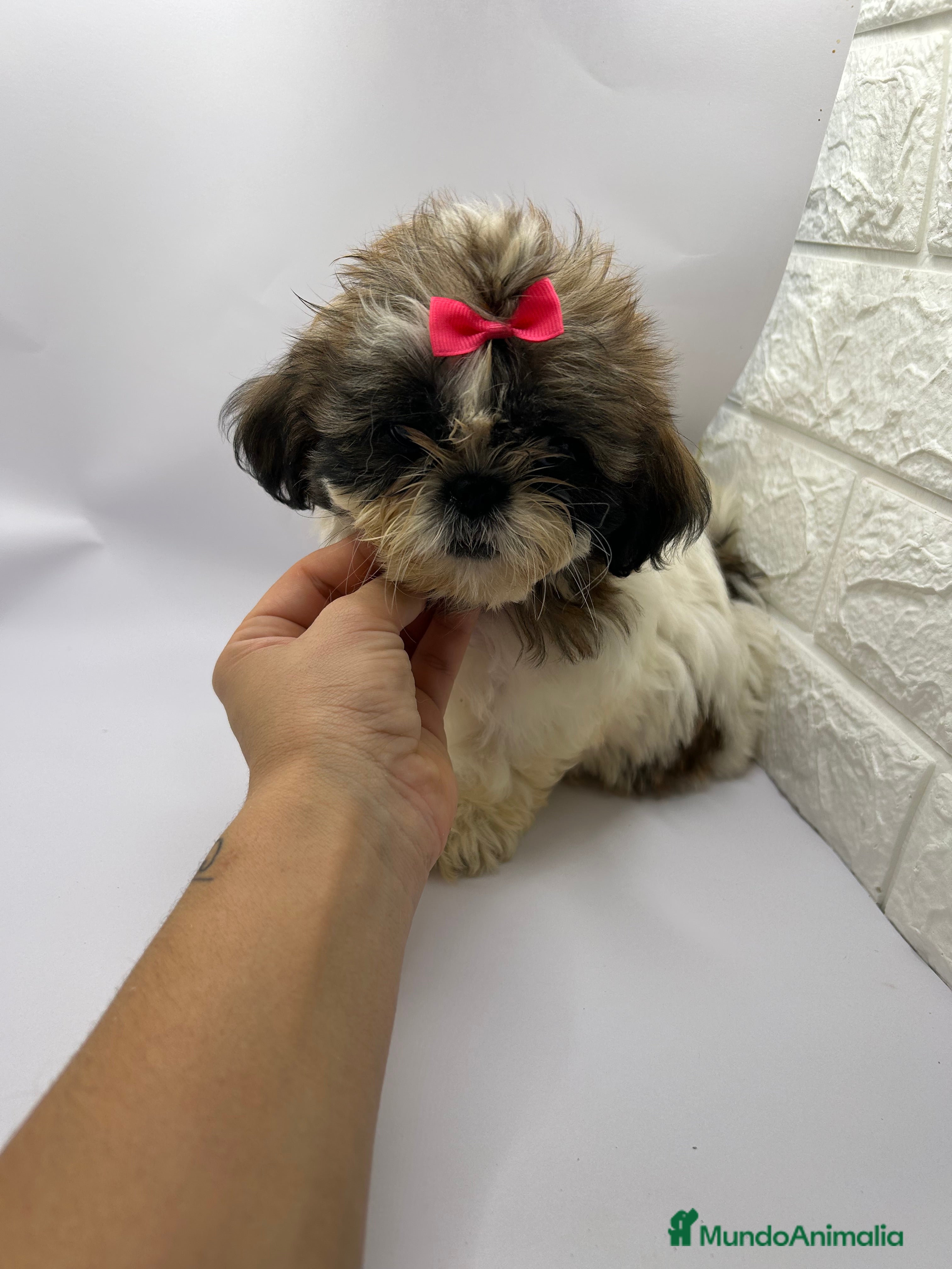 Shih Tzu perros Shih Tzu del Valle pequeños  - Anuncio 5