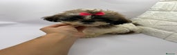 Shih Tzu perros en venta: Shih Tzu del Valle pequeños  - Anuncio 1