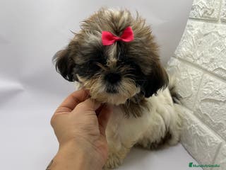 Shih Tzu perros Shih Tzu del Valle pequeños - Anuncio 11