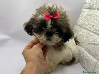 Shih Tzu perros Shih Tzu del Valle pequeños - Anuncio 15