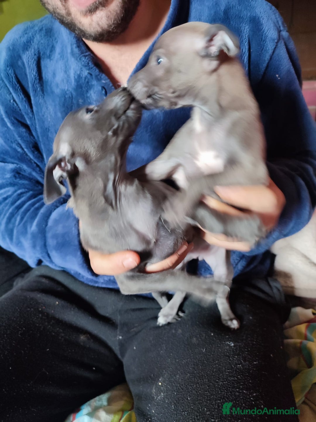 Pequeño Lebrel Italiano perros en venta: Lebrel picolo italiano  - Anuncio 6