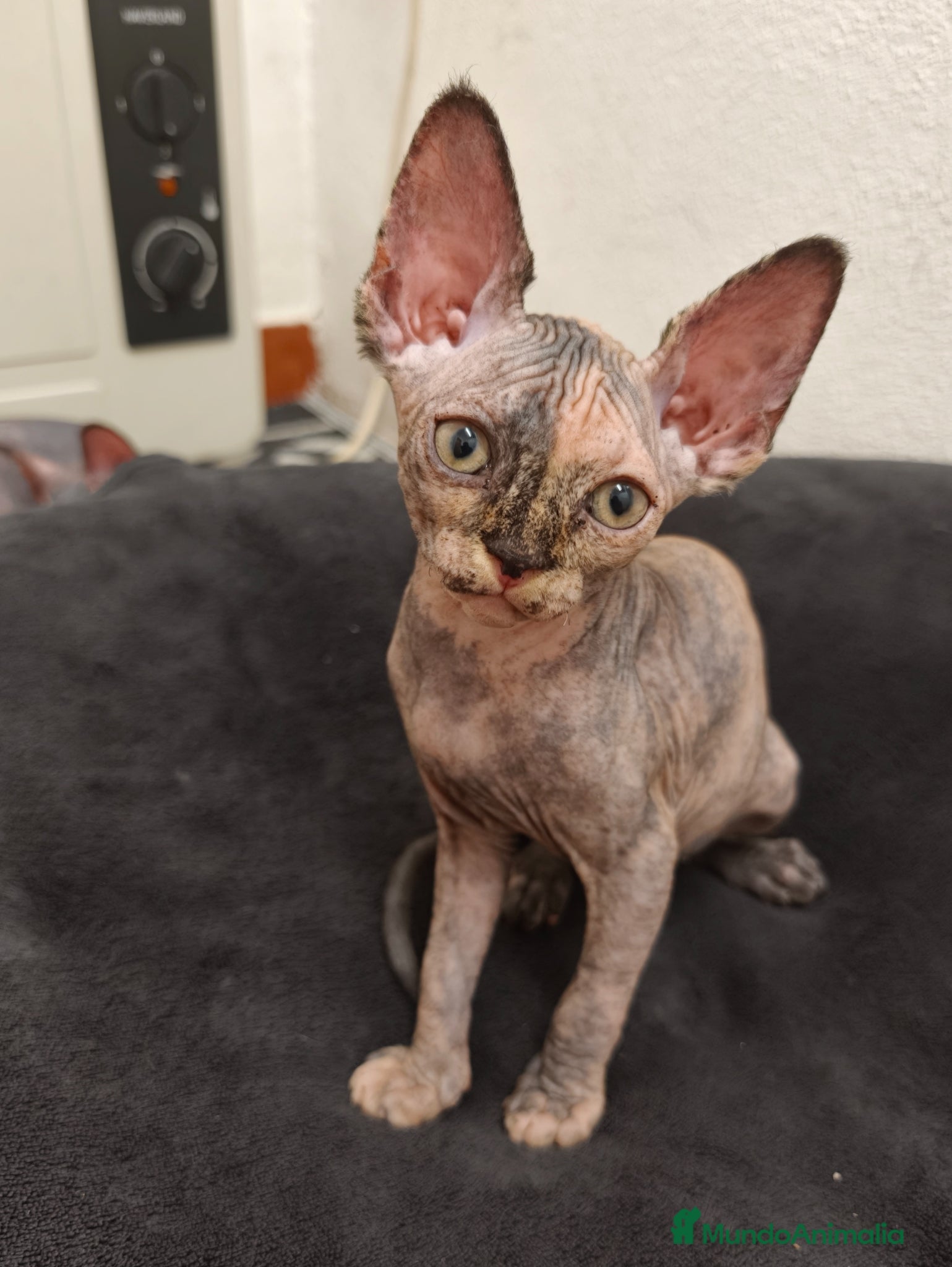 Sphynx gatos Preciosa hembrita sphynx  - Anuncio 1