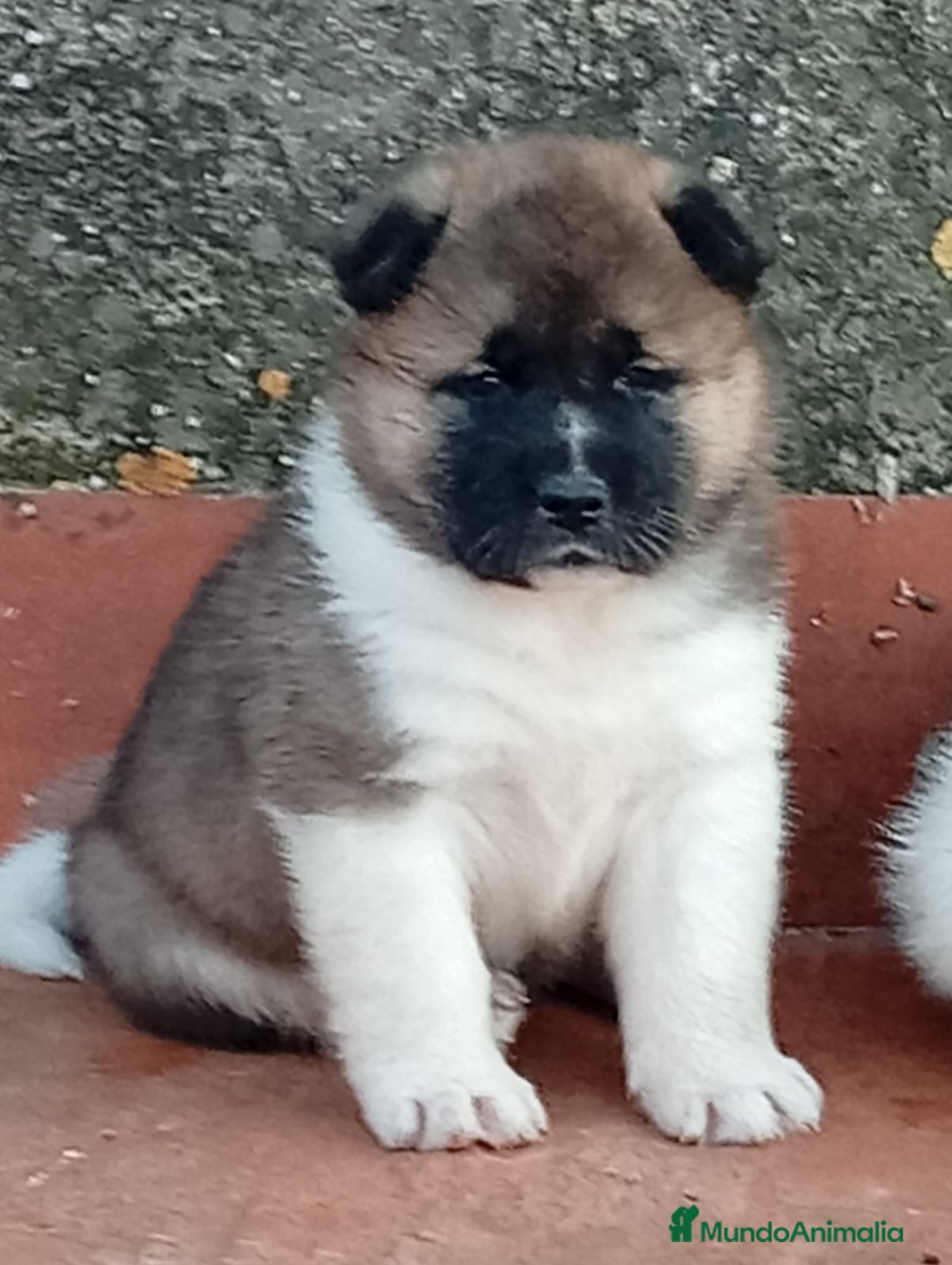 Akita Americano perros Akita  - Anuncio 1