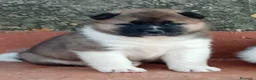 Akita Americano perros en venta: Akita  - Anuncio 1
