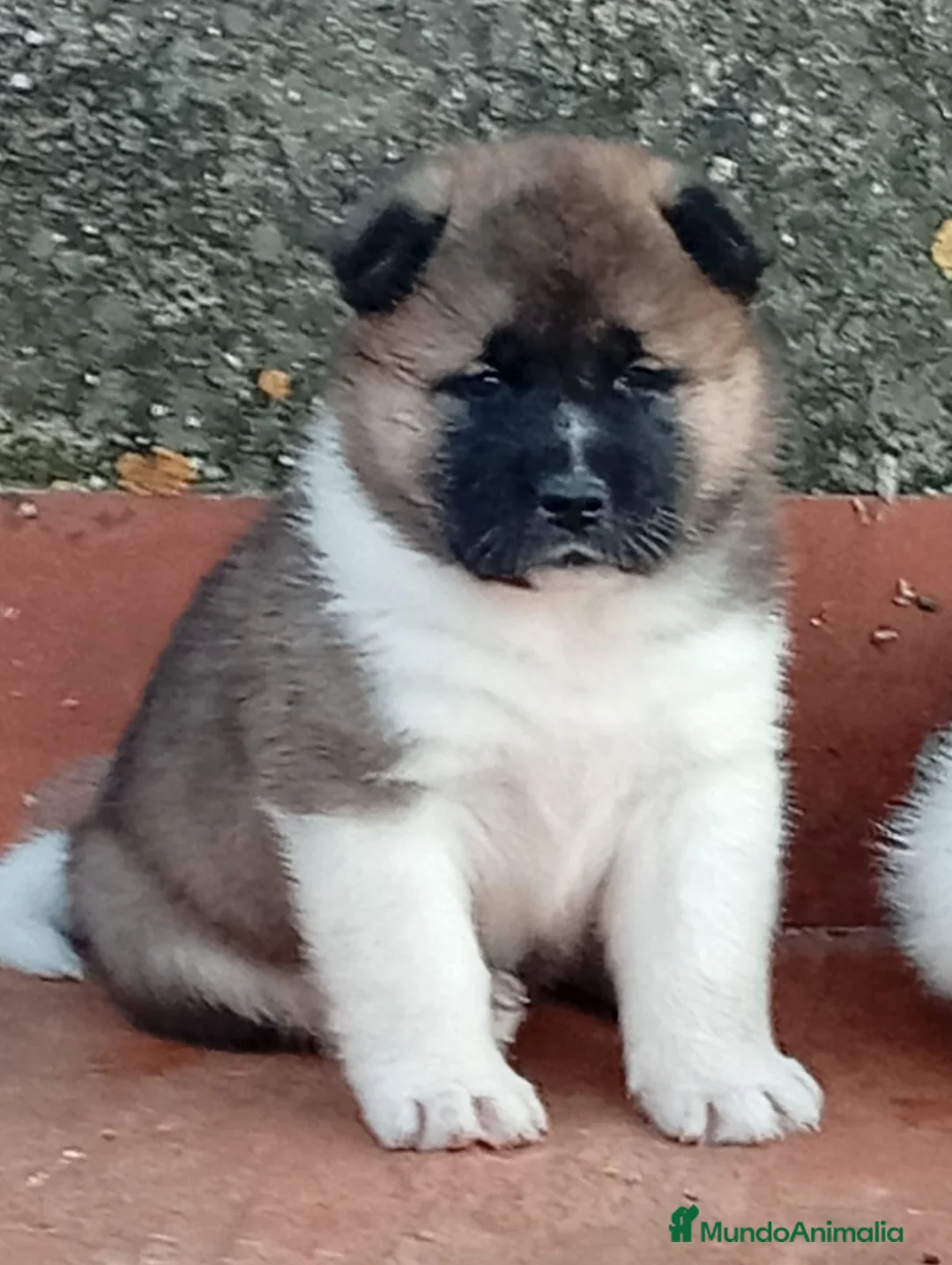 Akita Americano perros en venta: Akita  - Anuncio 1