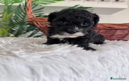 Caniche Toy perros en venta: CANICHE TOY HEMBRA - Imagen 7