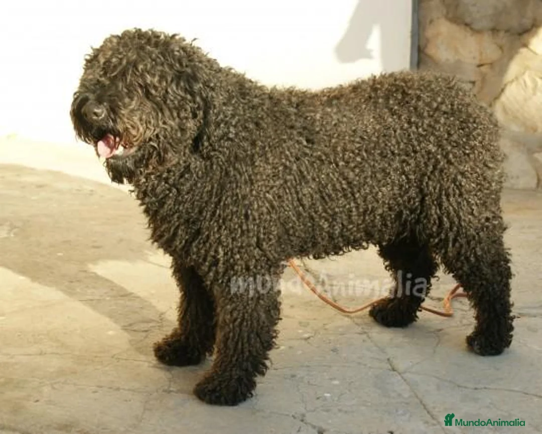 Imagen de galería {{count}}