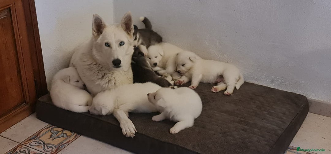 Husky Siberiano perros en venta: Cachorros preciosos husky siberiano - Anuncio 6