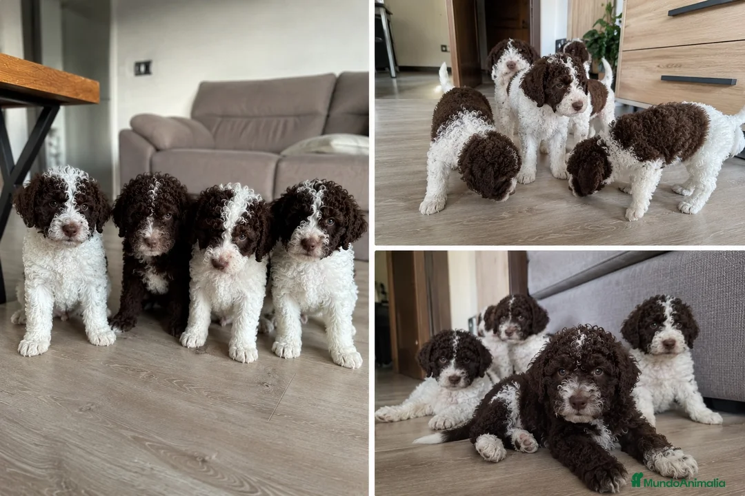 Perro de Agua Español perros en venta: CACHORROS DE PERRO DE AGUA - MALAGA - MARBELLA  - Anuncio 1