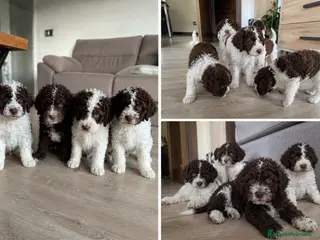 Perro de Agua Español perros CACHORROS DE PERRO DE AGUA - MALAGA - MARBELLA - Anuncio 2