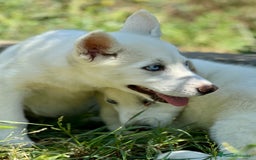 Husky Siberiano perros en venta: IMPRESIONANTES HUSKY BLANCO OJOS AZULES - Imagen 1