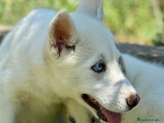 Husky Siberiano perros IMPRESIONANTES HUSKY BLANCO OJOS AZULES - Anuncio 8