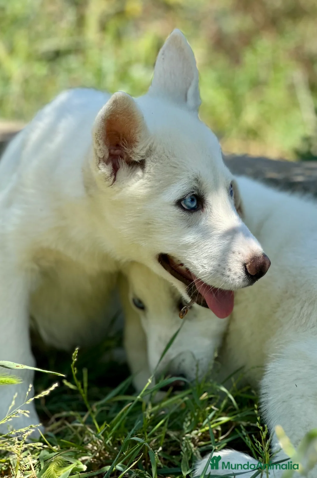 Husky Siberiano perros en venta: IMPRESIONANTES HUSKY BLANCO OJOS AZULES - Anuncio 1