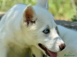 Husky Siberiano perros IMPRESIONANTES HUSKY BLANCO OJOS AZULES - Anuncio 5