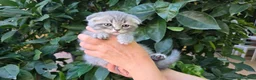 Scottish Fold gatos en venta: Gatcot.com - Anuncio 4