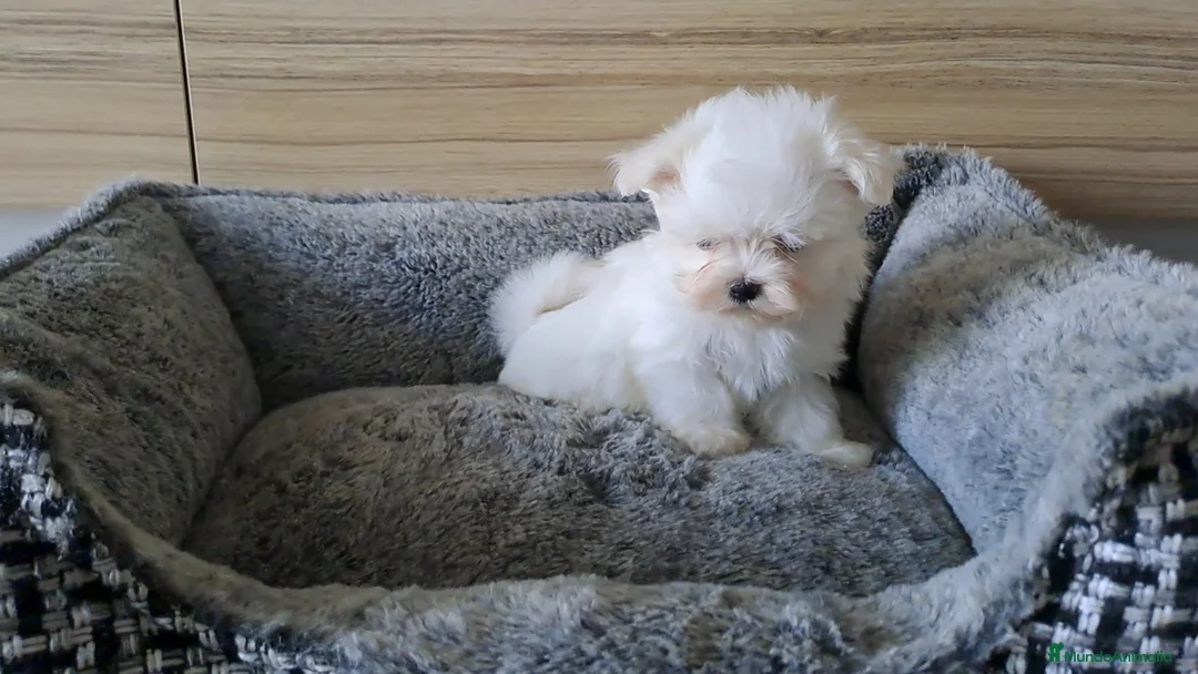Bichón Maltés perros en venta: Bichon Maltes Micro Toy  - Anuncio 4