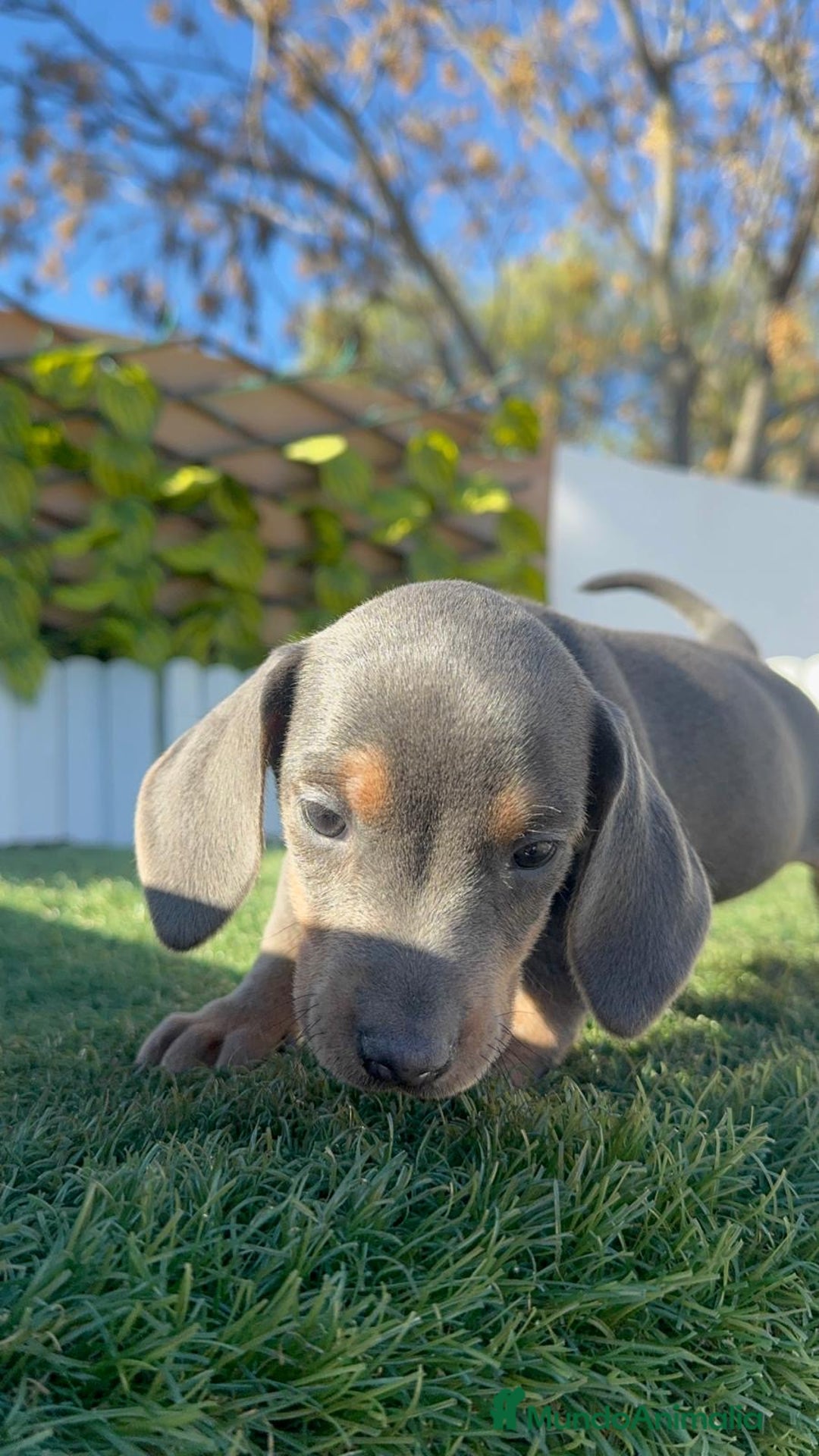 Teckel Miniatura perros en venta: TECKEL MINIATURA BLUE AND TAN - Anuncio 15