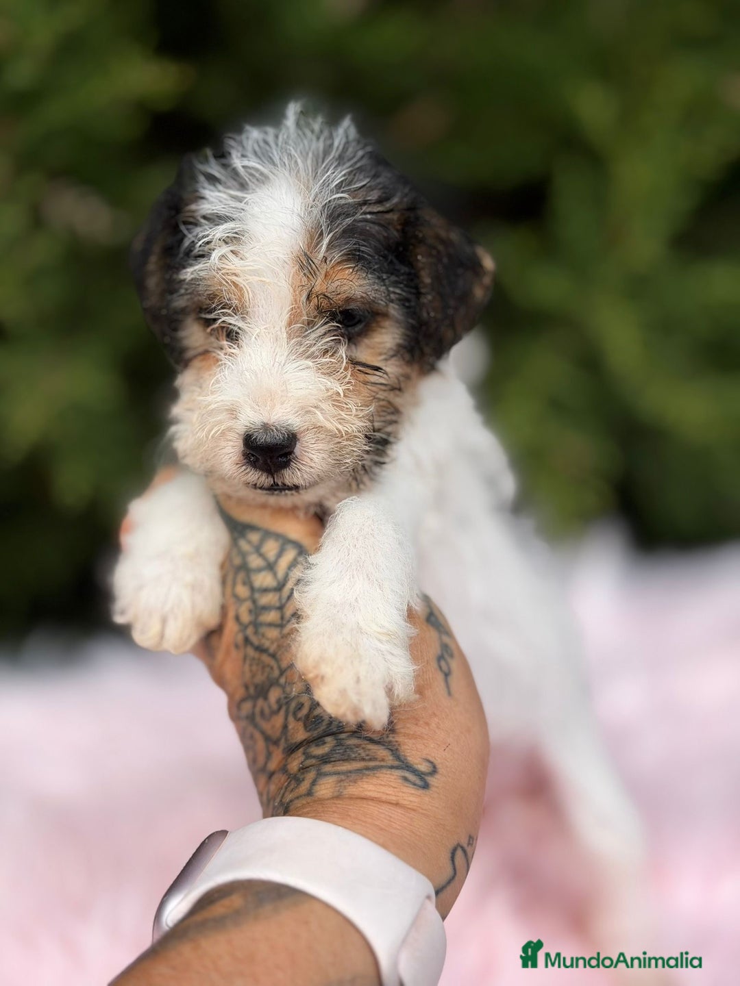 Fox Terrier de Pelo Liso perros en venta: FOXTERRIER DISPONIBLES - Anuncio 3