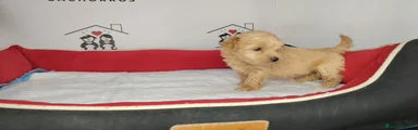 Maltipoo 1