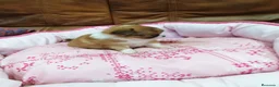 Chihuahua perros en venta: CHIHUAHUA TOY  - Anuncio 11