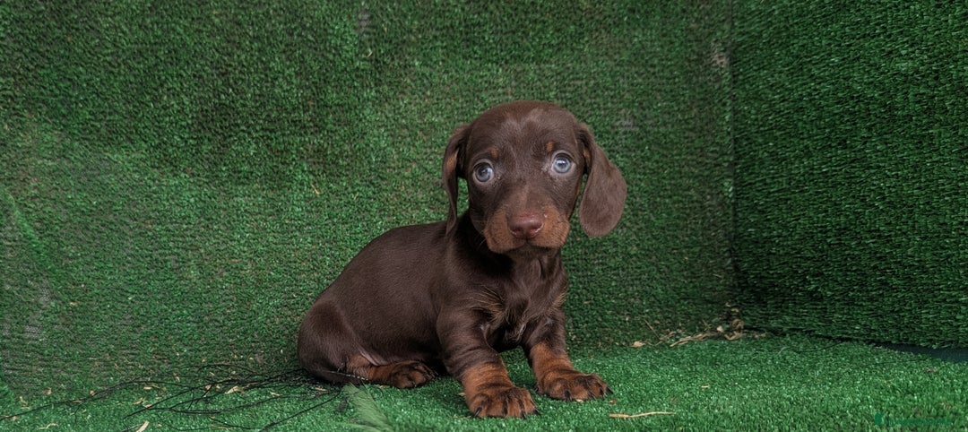 Teckel Miniatura perros en venta: Teckel miniatura  - Anuncio 2