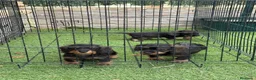 Teckel Miniatura perros en venta: Cachorros teckel mini pelo duro  - Anuncio 6