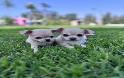 Chihuahua perros en venta: CHIHUAHUA MACHO - Imagen 6
